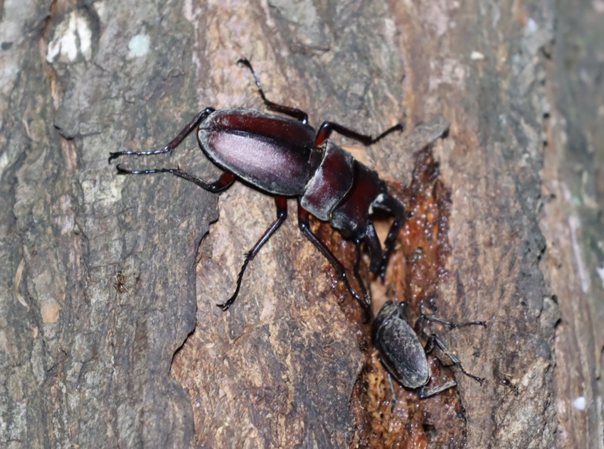 ノコギリクワガタ♂、コクワガタ♂_洞があるその他のヤナギ-ヤナギ林_2023年6月13日19時35分 気温22.3度